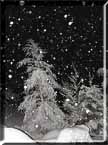 Photograph of a snowy woods remeniscent of Robert Frost's poem.
