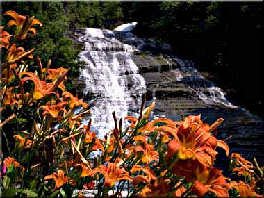 Daylilies blooming in front of Buttermilk Falls.