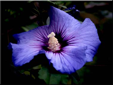 A photograph of a singlr Rose of Sharon flower floating in darkness.