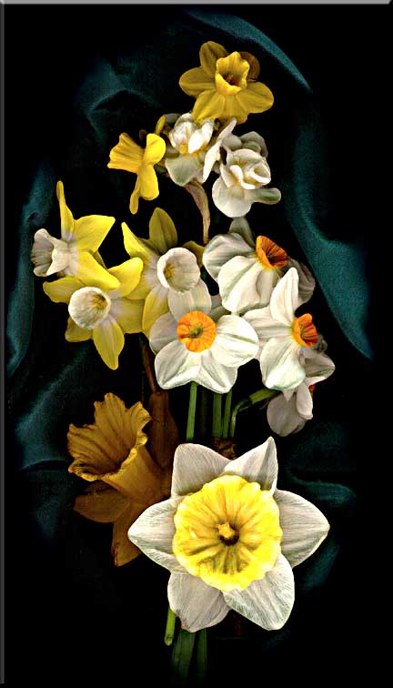 Spring daffodils arranged in front of draped silk.