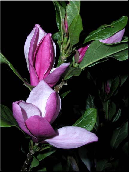 A Photographic composition of a Rose Bay Magnolia.