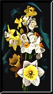 Daffodils photographed in front of dark green silk.