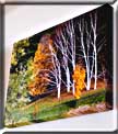 A Giclee print on canvas of autumn birches.