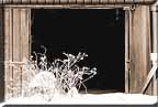 A view of an open barn door with frosted weeds in front.