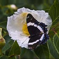 Butterfly on Stewartia Blossom