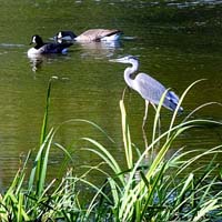Great Blue Heron & Canada Geese