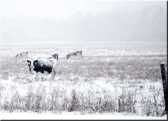 Photograph of a Holstien cow in a snowstorm.