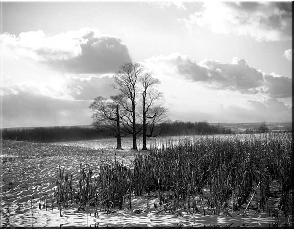 A winter cornfield dappled in snow with three bare maple trees standing sentinal in the distance.