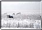 Holstein Cows wiped out in a snow storm.