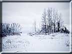 A photo of a hedgerow against a snowy field.