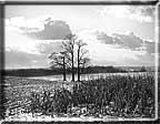 A photograph of three winter trees against a brightly cloudy sky.