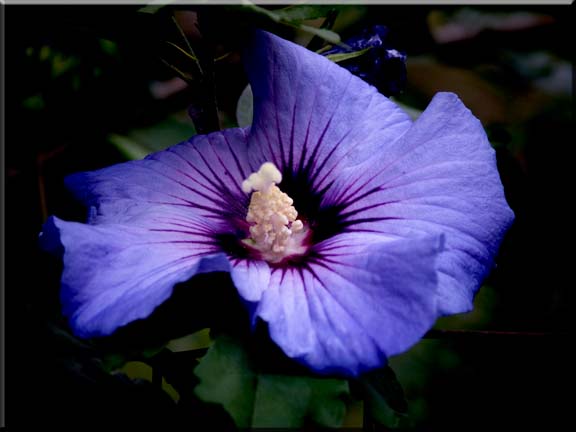 A single Rose of Sharon flower floating in the foreground.