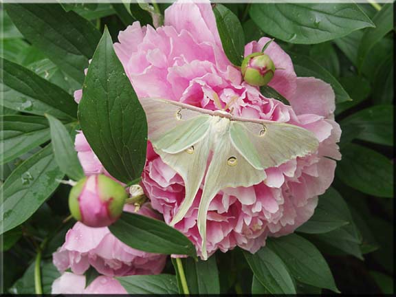 A large Luna Moth alight on a huge pink peony blossom.