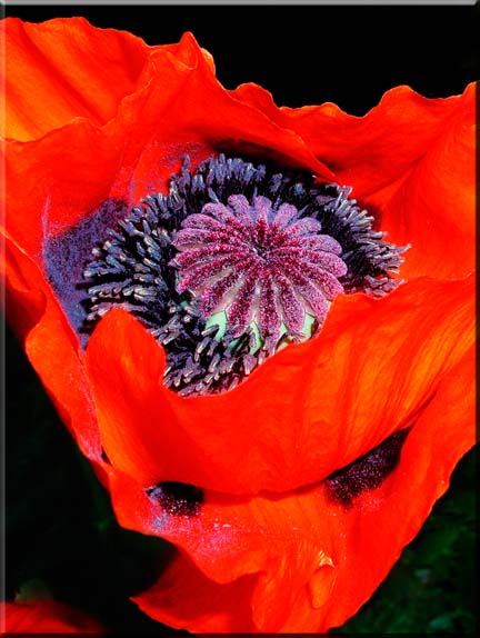 An almost surreal photograph of a section of a red Oriental Poppy.