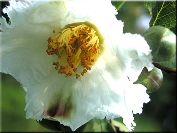 A photo of the beauty of a Stewartia flower in August.