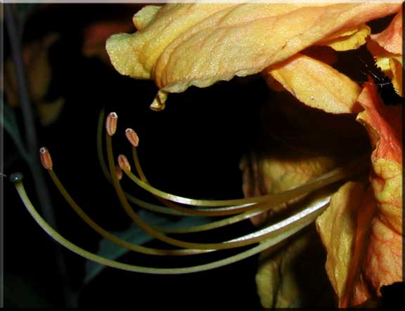 Close-up of the petals and stamens of a yellow Azalia.