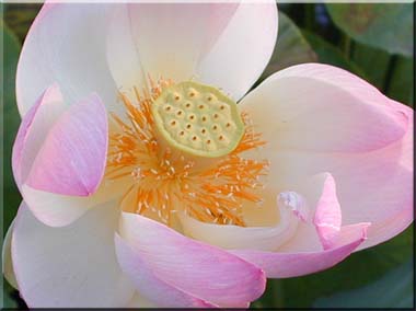 Lotus flower opening to the early sun.