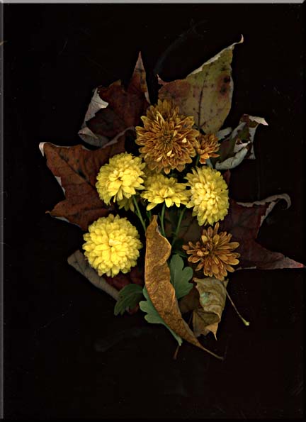 A Photographic arrangement chrysanthemums and dry leaves.