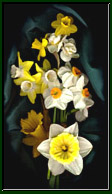 A photographic portrait of daffodils against a black background.