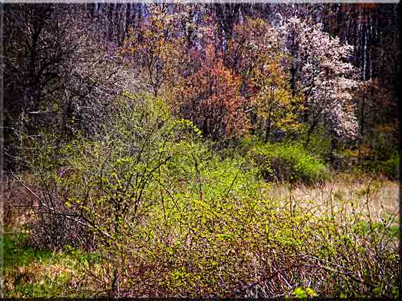 Landscape photography of spring blossoms in an Ithaca hedgerow.