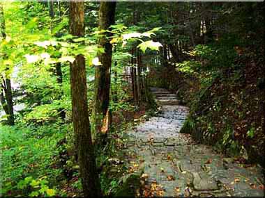 Photography of Stone Steps leading down into the woods.