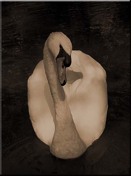 A photograph of a swan facing the observer.