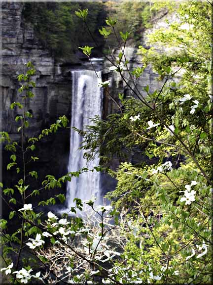 A Doogwood tree in blossom in front of Taughannock Falls.