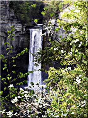 Flowering Dogwood blossoms in front of Taughannock Falls.