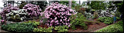 Panorama photograph of Rhododendrons blooming along a path.