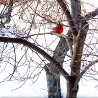 Cardinal