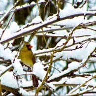Female Cardinal