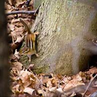Chipmunk in the Wild
