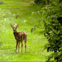 Curious Fawn