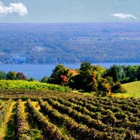 Fingerlakes Vineyard