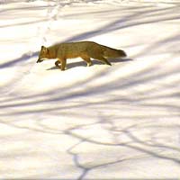 Fox in Winter