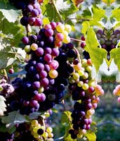 Gamay Grapes SM