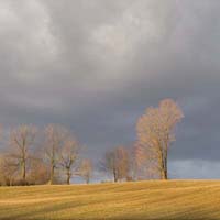 Gilded Meadow