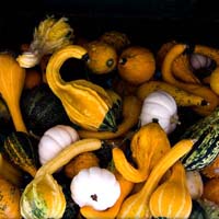Gourd Medley