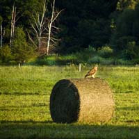Red Tailed Hawk