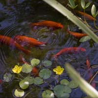 Koi Pond