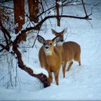 Night Visitors