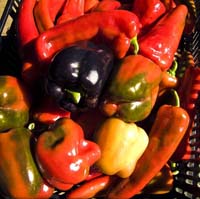Peppers