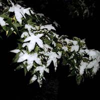 Snow Stars