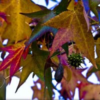 Sweetgum Leaves