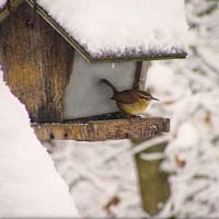 Carolina Wren