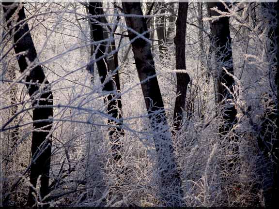 Sun sparkling through ice rhymned trees.