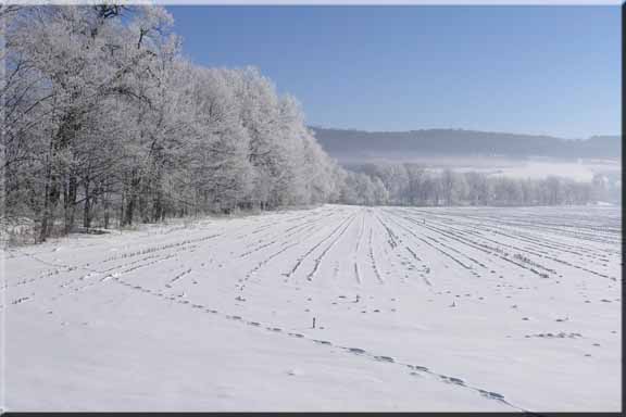 Frozen mist glittering on the branches of a bare hedgerow beside a cornfield - fine art giclee print on canvas.