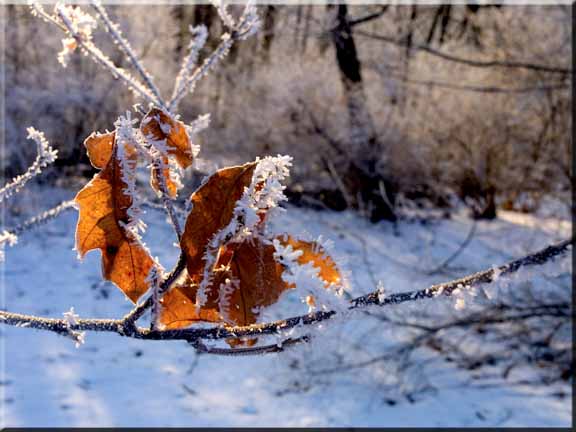 Sun shining through a winter oak leaf still on the branch.