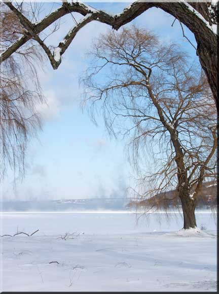 Lake effect snow swirling up behind a bare Willow tree at Stewart Park, Ithaca, NY.