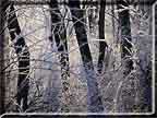Sunlight shining on an ice coverd stand of trees.